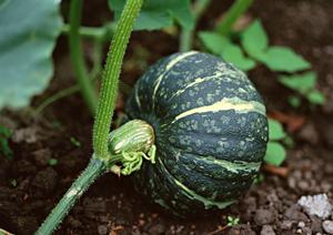 未経経験者におすすめの夜の働き方