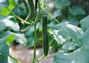 ラグジュアリーな雰囲気が人気の理由